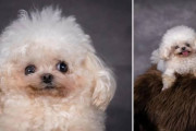 【海外】「特別な犬が妻の涙を誘う！感動的なフォトシュートが話題に」