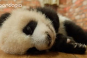 むにゃむにゃした動きが最高にかわいい！赤ちゃんパンダの寝起き映像♪