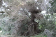 オーストラリアの町でクモが降る奇妙な現象が発生した結果…←ホラー映画かな？海外の反応