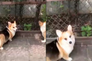 コーギーたちは怒れる隣人を持っていた。仁王立ちで裏庭から出てきたのは・・・