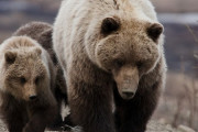 海外「グリズリーに襲われるからアメリカのキャンプは怖いよな」クマと接触したときの正しい対処法は？