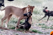 ライオンに首を噛まれ死んでしまったかと思われたリカオン、ライオンが他のリカオンを追うために離すとパッと起き上がり逃げ去る！