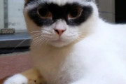 怪傑ゾロが転生したら猫になっていた件。黒いアイマスクのようなユニークな模様を持つ猫