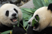 10年間も交尾を拒んだジャイアントパンダ、閉園で人がいなくなった隙に自然交配を達成ｗｗｗｗ