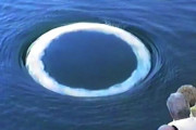 海外の反応　クジラが作る泡のリング、地球外生命体とのコミュニケーションのヒントに