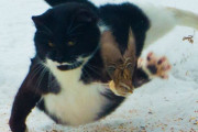 外国人「画像の動物にお前らの知ってる日本語を言わせようぜ」