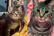 【海外】母猫の感謝の表情に心温まる！子猫誕生の感動ストーリーと予想外の結末とは？