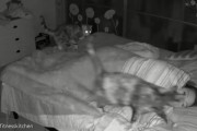 飼い主さん、寝不足決定！？ ベッドの周りでうろちょろする2匹の猫がうざ可愛い