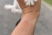 海外「完全に罠だったね」「これは衝撃映像！」 1匹の子猫を助けようと男が近づく → 突如、集団に待ち伏せされ襲われる！？