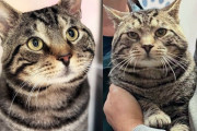 【海外】「地域の猫たちを救助した人々が出会った、特別な猫の物語」