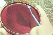 【悲報】韓国産キノコで食中毒、アメリカで4人が死亡→韓国人「自業自得…韓国のせいじゃない…」＝韓国の反応