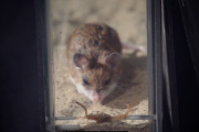 静かなる頂上決戦... 猛毒サソリ vs 高耐性マウス  海外の反応