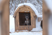 【海外】「雪に覆われた犬小屋に鎖でつながれていた彼女──中を覗くと衝撃の真実が！」