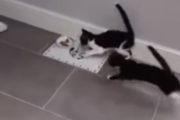 ご飯の時間だよー。ご飯の合図をうけて光の速さで食べにくる猫。海外の反応