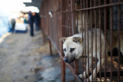 【海外の反応】韓国で犬肉の消費が禁止へ　海外の反応「納得できない、他の動物と何が違うのか」