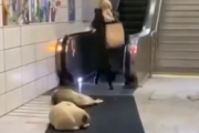 なんでこんなところで寝ているの？気持ち良さそうに眠っている犬を起こさないように。海外の反応