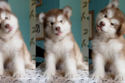 チクタク、チクタク…メトロノームみたいに頭を動かすのが大好きな子犬
