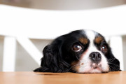 犬が悲しそうな目をする理由がついに判明！ 人類はまんまとヤツラに騙されてきたわけだ！