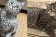 【海外】自動車修理工場で発見された凍えた猫が、ついに幸せな人生を手に入れるチャンスを得ました！