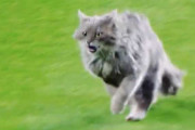 2021年MLB動物ハイライト集　海外「めっちゃ面白いｗｗｗ」「かわいいｗｗｗ」「カマキリがかっこよすぎた」「猫が乱入してるのを見るたびに心がとろけるよ」