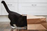 【海外】猫はなぜしっぽがあるの？しっぽの役割と感情表現の秘密を探る