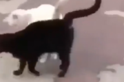 ラブラブアピールがうらやましい。人目をはばからずに街中でイチャつく猫カップル。海外の反応