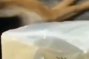 僕は全てお見通しさ。自分のおやつの音だけに敏感に反応する犬。海外の反応