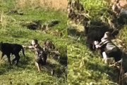 【海外】「母親に車を戻して！9歳少年が助けた ditchの子牛の感動ストーリー」