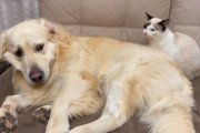 猫「遊びたいニャ」犬「気分じゃないワン」遊びたい猫ちゃんと、まったりしたいゴールデンレトリバー