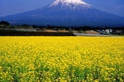 海外「日本の都道府県はいくつ行ったことがある？その中で好きなのはどこ？」日本の都道府県に対する海外の反応