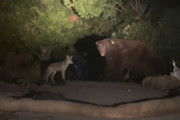 【海外】巨大クマ発見！想定外の「相棒」と一緒の保安官代理の散歩とは？