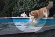 プール掃除を待ちきれず壁をジャンプで乗り越え水の中にドボンしてしまったハスキー