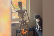 【海外】かわいい猫が3フィートの骸骨と出会い、一瞬で恋に落ちる！その心温まる瞬間とは？