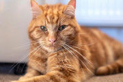 新しい飼い主に引き取られた猫さん、7週間64kmをかけて元の飼い主宅へ戻ってくる(´；ω；｀)