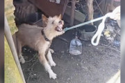 【海外】「危険な犬が一変！安全を感じた瞬間、優しさを見せる驚きの変化」