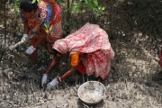 【海外】「夫をトラに奪われた女性たちが挑む！絶滅危惧トラの生息地再生プロジェクト」