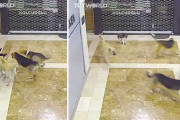 3匹の犬に襲われて困っている子猫を必死で助けるお母さん猫が格好良い！(トルコ）