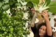 「土がいらない水耕栽培はなんてクールなんだ…」今どきの農業テクノロジーに驚く人々
