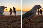 ロマンチックな夕日のビデオが、鳥さんにたべられちゃう人間みたいな映像に…