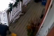 猫がいるとこんな時も便利。荷物を盗むならずものが近所にいるとき・・・。海外の反応