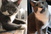 【海外】「閉店したクリーニング店で数ヶ月間孤独に過ごした猫、驚きの奇跡の復活！」