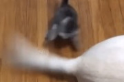 子猫が犬のしっぽとじゃれてる映像が、まるでドラゴンと戦っているかのようだと海外で話題に