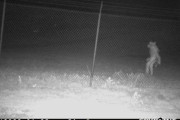 【海外】「ただの酔っ払いだろw」「怖すぎる・・」アメリカの動物園の監視カメラに映った正体不明の生物に米騒然！