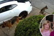 【海外】「恐れ知らずのチアリーダー、メイク道具を駆使して隣人を犬の襲撃から救う！」