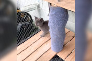 【海外】カップルが完全にロックされたキャットioをオープンしたら、なんと中に子猫が！