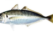 韓国人「日本ではよく食べるのに、韓国ではあまり食べない魚がこちら…」