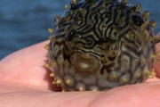 「いつも幸せそうだね」手のひらサイズのカワイイ河豚をご覧ください 海外の反応