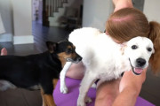 「ぶつかってきたりするのはわざとではなくヨガの一部なのです」飼い犬と一緒にヨガをする男性が面白い