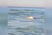 【海外】海辺で取り残されたホホジロザメ、ヒーローたちの大胆救出劇！