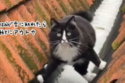 絶対に雪の上を歩きたくない。でも友達には会いたい。猫が編み出した冬の歩行スタイル積雪回避ver.